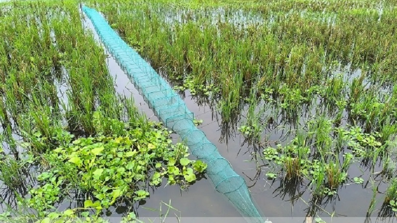 হুমকির মুখে দেশীয় মাছ, নদী-খাল-বিলে চায়না দুয়ারীর দৌরাত্ম্য